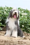 BEARDED COLLIE 013